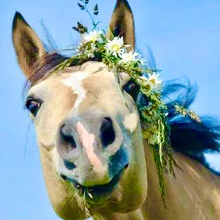 Telegram profile photo for Загородный комплекс Отрада