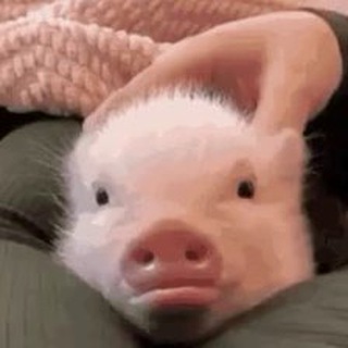 Telegram profile photo for Гифки с хохлами