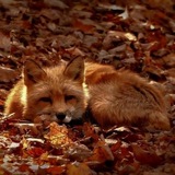 Telegram profile photo for MP CONFESSION (🍁🦊)