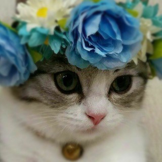 Telegram profile photo for Кисулькины
