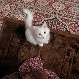 Telegram profile photo for ﴿ لآ تَحْزَن إِنَّاللَّهَ مَعَنَا ﴾.