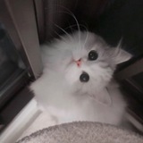 Telegram profile photo for 非黑即白
