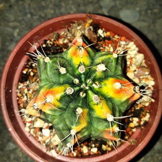 Telegram profile photo for ROYAL Cactus(mashad)