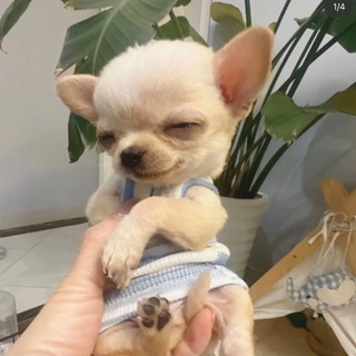Telegram group profile photo for ChihuahuaCoin (CHIHU)