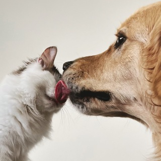 Telegram profile photo for Султи показывает зверей