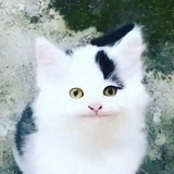 Telegram profile photo for Ветка каналов друзей и знакомых