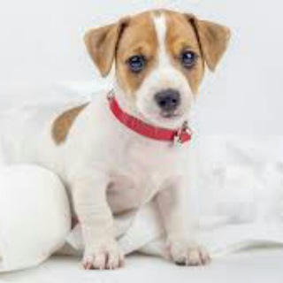 Telegram group profile photo for ЖИВОТНЫЕ ОДЕССА