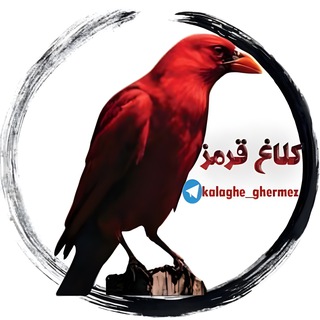 Telegram profile photo for کلاغ قرمز