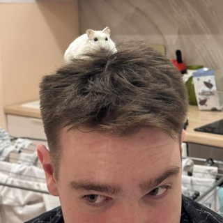 Telegram profile photo for Trebzy