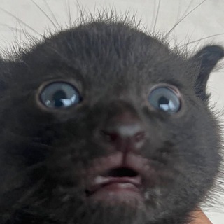 Telegram profile photo for Тёма рисуемо
