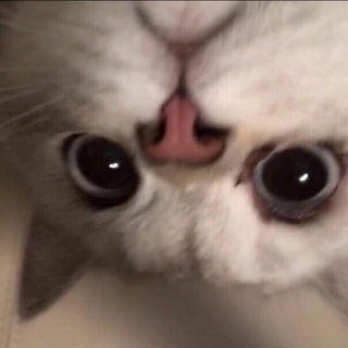 Telegram group profile photo for Взаимные подписки
