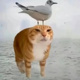Telegram profile photo for Щп