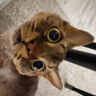 Telegram profile photo for ligma incident🐈
