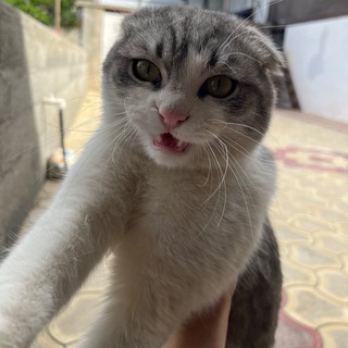 Telegram profile photo for Сообщество diplex a