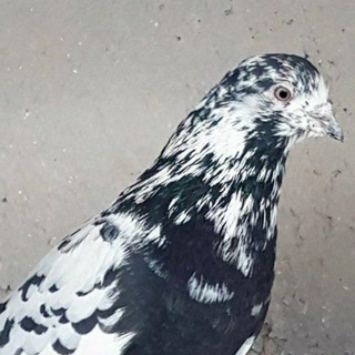 Telegram profile photo for موسسه کبوتربلندپرواز ری