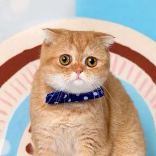Telegram profile photo for Pangoolestan