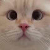 Telegram profile photo for Скарабяне 🪲