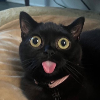 Telegram profile photo for ПРИВЕТ, Я РОМА