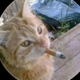 Telegram profile photo for Free Stars (проверка)
