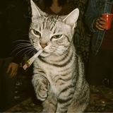 Telegram profile photo for BIO