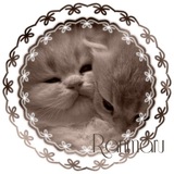 Telegram profile photo for ranmarus channel