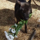 Telegram profile photo for Чуднейший Жив