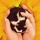 Telegram profile photo for Great Lion Cattery