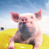 Telegram profile photo for Розыгрыш Покупка На Бесплатно Пабг