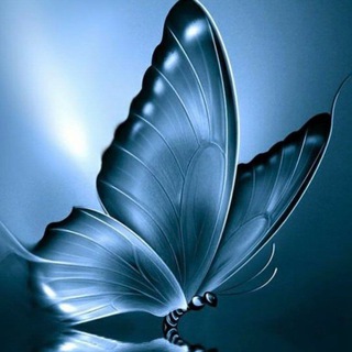 Telegram profile photo for Butterfly ๐ฆ๐ฆ