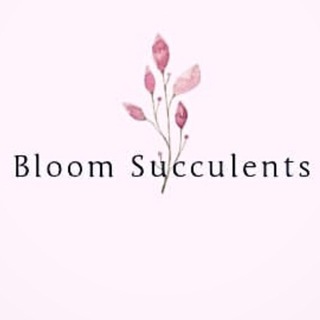 Telegram profile photo for Bloom Succulents🌿