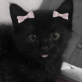 Telegram profile photo for Котята😸