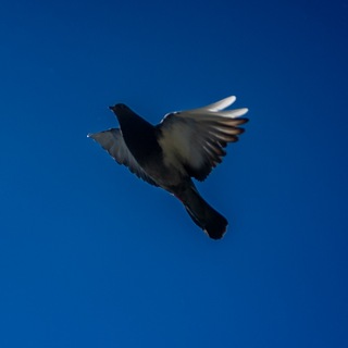 Telegram profile photo for Нефотограф