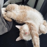 Telegram profile photo for лилджасмамбперс