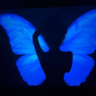 Telegram profile photo for فراشّـۃ🦋.