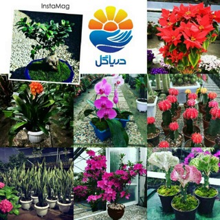 Telegram profile photo for 🌸🌼 دریاگل 🌼🌸