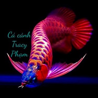 Telegram profile photo for Cá cảnh thú cưng BAVET MỘC BÀI