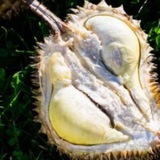 Telegram profile photo for Jurassic Fruit