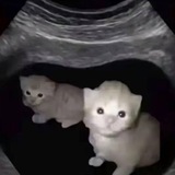 Telegram profile photo for халявные вирты на грее