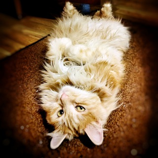 Telegram profile photo for Пундики