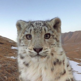 Telegram profile photo for приём, говорит Рада