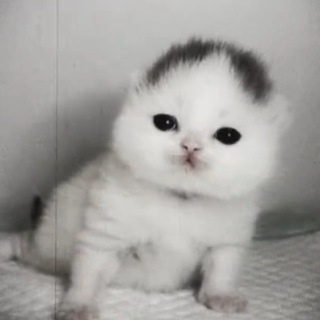 Telegram profile photo for ᴀɴᴅʀᴀ’ꜱ ᴅᴏᴍᴀɪɴ