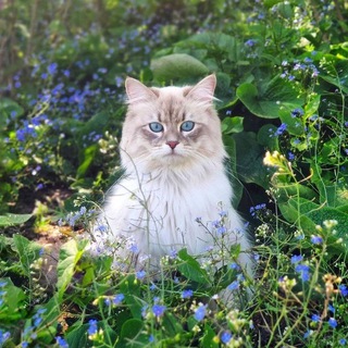 Telegram profile photo for Nice Stuff