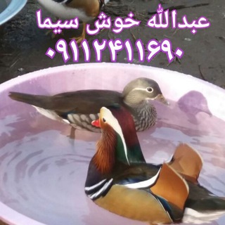 Telegram profile photo for خریدوفروش پرندگان زینتی