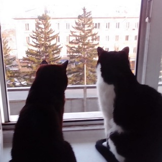 Telegram profile photo for Коты Гетманского. И точка 😹