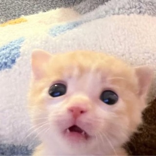 Telegram profile photo for fei’s