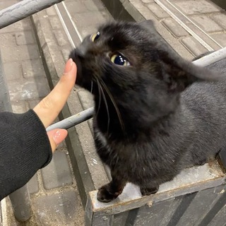 Telegram profile photo for Cat's heme