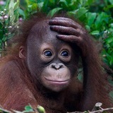 Telegram profile photo for Asati Chat