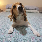Telegram profile photo for Beagle Snoopy Amor