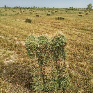 Telegram profile photo for Сомон,Беда bozori toshken