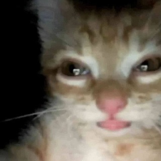 Telegram profile photo for Шашлычный куколд